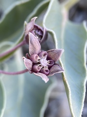 Asclepias eastwoodiana