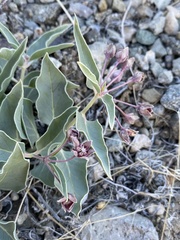 Asclepias eastwoodiana