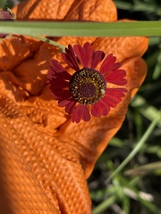 Helenium flexuosum