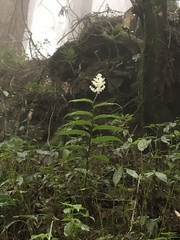 Maianthemum harae