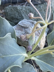 Asclepias eastwoodiana