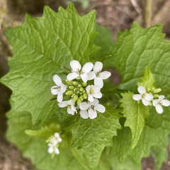 Alliaria petiolata