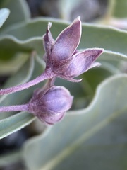 Asclepias eastwoodiana