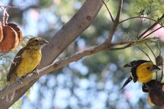 Pheucticus chrysogaster