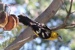 Pheucticus chrysogaster