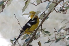 Pheucticus chrysogaster