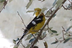 Pheucticus chrysogaster