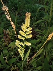 Beckmannia syzigachne