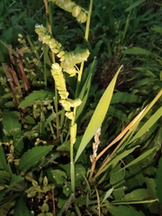 Beckmannia syzigachne