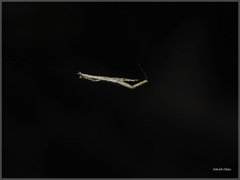 Miagrammopes orientalis