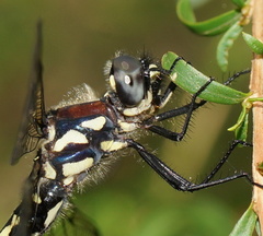 Eusynthemis brevistyla