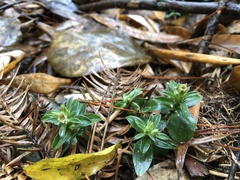 Gentiana bambuseti