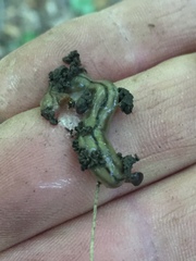 Bipalium pennsylvanicum