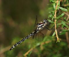 Eusynthemis brevistyla
