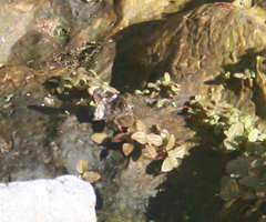 Codatractus arizonensis