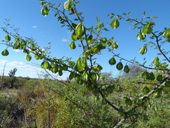 Gonopterodendron bonariensis