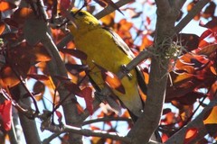 Pheucticus chrysogaster