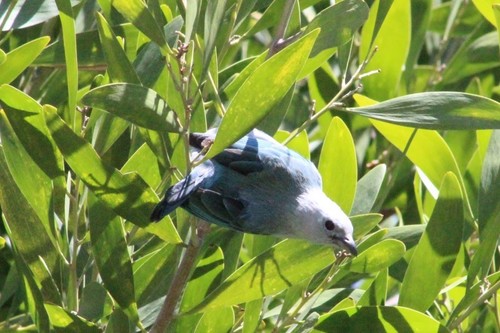 Blue-gray Tanager