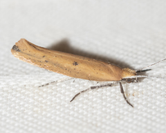Ypsolopha unicipunctella