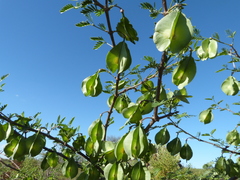 Gonopterodendron bonariensis