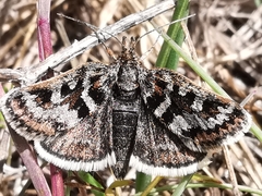 Metaxmeste schrankiana