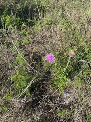 Plectocephalus americanus