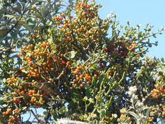 Viscum rotundifolium