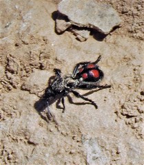 Traumatomutilla centralis