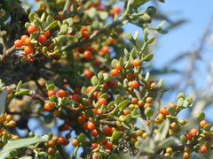 Viscum rotundifolium
