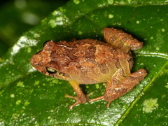 Pristimantis hectus