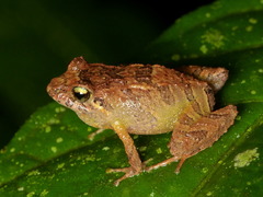 Pristimantis hectus