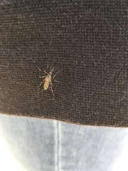 Psorophora cyanescens