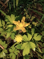 Ranunculus sieboldii