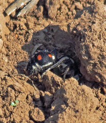Traumatomutilla grossa