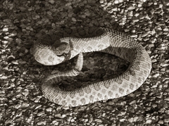 Crotalus oreganus concolor