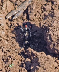 Traumatomutilla grossa