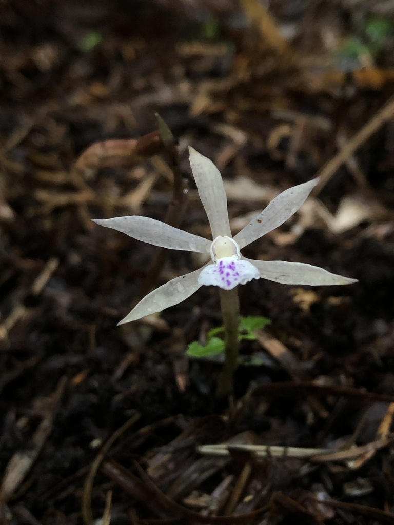 Nervilia alishanensis (Nervilia alishanensis)
