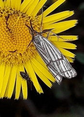 Chrysocrambus dentuellus