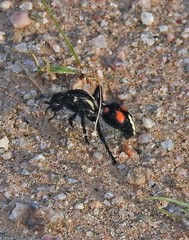 Traumatomutilla centralis