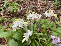 Hyacinthoides × massartiana