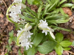 Hyacinthoides × massartiana