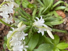 Hyacinthoides × massartiana