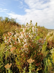 Erica capensis