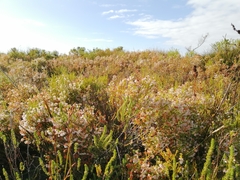 Erica capensis