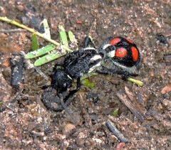 Traumatomutilla centralis