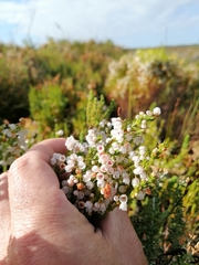 Erica capensis