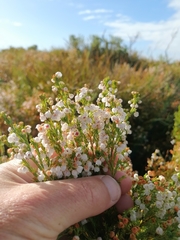 Erica capensis