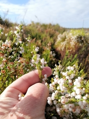 Erica capensis