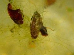 Planorbis carinatus
