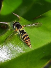 Sphaerophoria rueppellii